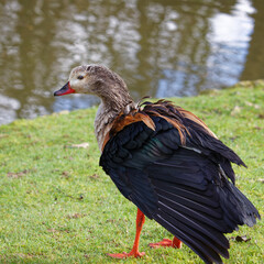 Canard qui se secoue hors de l'eau dans le parc animalier de Branféré en Bretagne dans le Morbihan