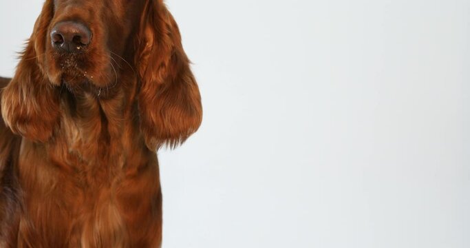 Dog Hair Cut At Grooming Salon. Groomer Cutting Dog With Scissors. Close-up doctor veterinary clinic cuts scissors irish setter dog.
