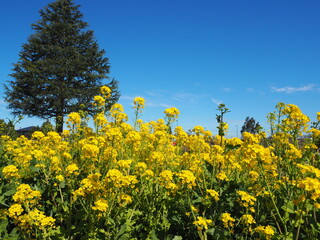 the beautiful rape flower fields in japan