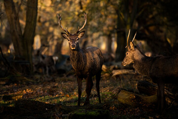 British wildlife scene, of a beautiful male Red Deer stag (cervus elaphus) in a woodland landscape at sunrise in beautiful light, background with copy space
