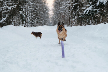Red and black German Shepherd is running fast along snowy forest road and trying to reach blue round toy rolling ahead. Active and energetic walk with dog in winter park. Aussie puppy walks behind.