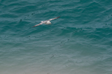 Naklejka premium Seagull on Skomer Island, Pembrokeshire Coast National Park, Wales, United Kingdom