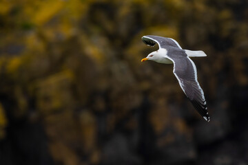 Seagull on Skomer Island, Pembrokeshire Coast National Park, Wales, United Kingdom