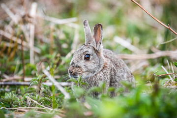 Naklejka na ściany i meble Rabbit on Skomer Island, Pembrokeshire Coast National Park, Wales, United Kingdom