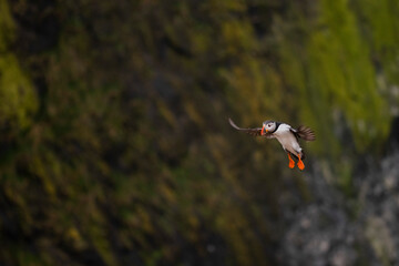 Puffin at the Wick, Skomer Island, Pembrokeshire Coast National Park, Wales, United Kingdom
