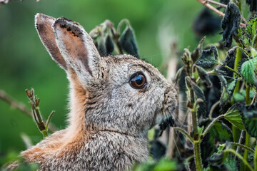 Rabbit on Skomer Island, Pembrokeshire Coast National Park, Wales, United Kingdom