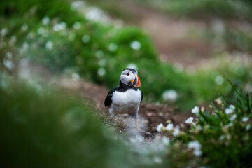 Puffin on Skomer Island, Pembrokeshire Coast National Park, Wales, United Kingdom
