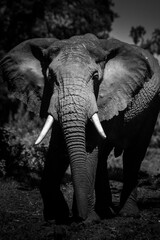 Fototapeta na wymiar African Elephant (Loxodonta africana) in Aberdare National Park, Kenya