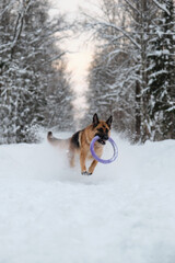 Fototapeta na wymiar Active and energetic walk with dog in winter park. Outdoor games. Red and black German Shepherd is running fast along snowy forest road with blue round toy in teeth.