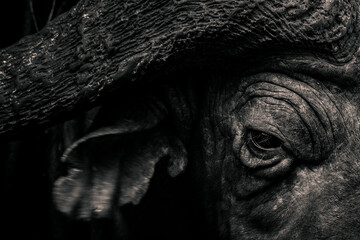 African Buffalo (Syncerus caffer aka Cape Buffalo) in Aberdare National Park, Kenya