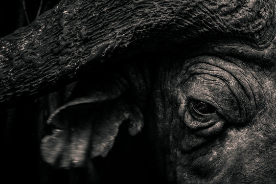 African Buffalo (Syncerus caffer aka Cape Buffalo) in Aberdare National Park, Kenya