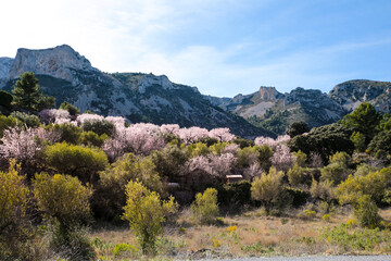 Fototapeta na wymiar Landscape of Sierra Aitana with Almond trees in bloom