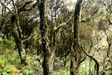 Giant Heather Forest in Aberdare National Park, Kenya