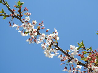 日本の花・桜