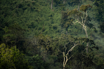 Rainforest landscape in Aberdare National Park, Kenya