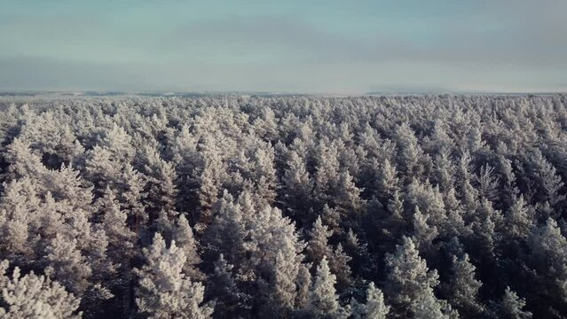 Flying over forest in winter. Drone footage of pine forest covered in ice
