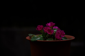 ピンクの花