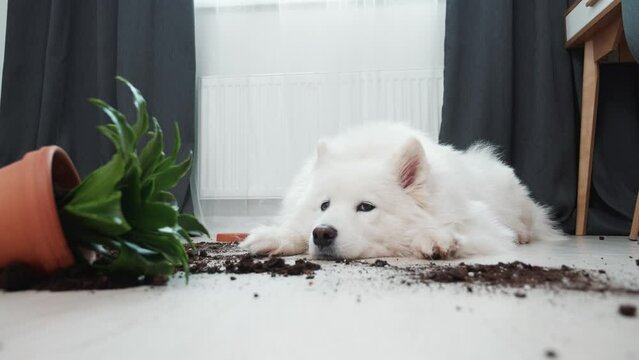 Guilty dog on the floor next to an overturned flower