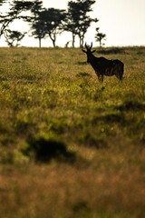 Hartebeest (Alcelaphus buselaphus aka Kongoni) at El Karama Ranch, Laikipia County, Kenya