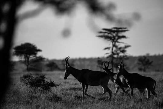 Hartebeest (Alcelaphus buselaphus aka Kongoni) at El Karama Ranch, Laikipia County, Kenya