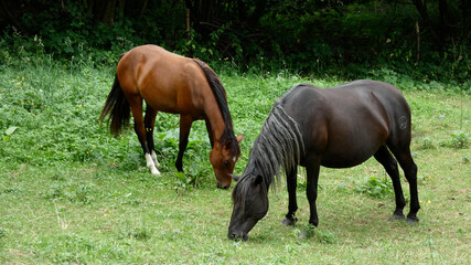 Fototapeta premium Two beautiful horses grazing in a paddock