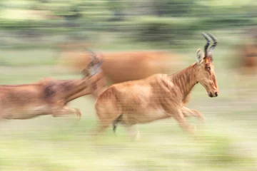 Foto op Canvas Hartebeest (Alcelaphus buselaphus aka Kongoni) at El Karama Ranch, Laikipia County, Kenya © Matthew