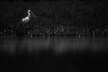 African Spoonbill (Platalea alba) at El Karama Ranch, Laikipia County, Kenya