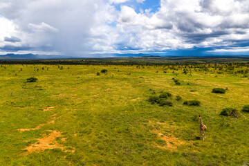 Obraz premium Reticulated Giraffe (Giraffa camelopardalis reticulata) at El Karama Ranch, Laikipia County, Kenya drone