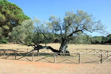 the old olive tree of national park Brioni, Croatia