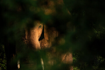 African Elephant (Loxodonta africana) at Sosian Ranch, Laikipia County, Kenya