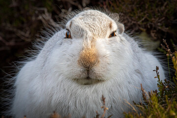 Mountain Hare in winter coat sleeping on a warm sunny day in the Peak District, England, UK