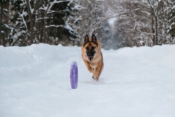 Active and energetic walk with dog in winter park. Outdoor games. Red and black German Shepherd is running fast along snowy forest road and trying to reach blue round toy rolling ahead.