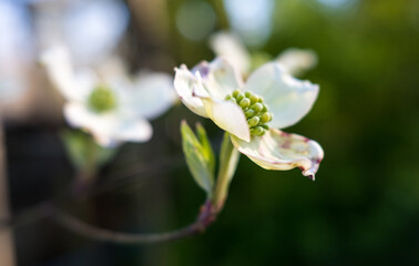 White Dogwood Bloom in the Springtime