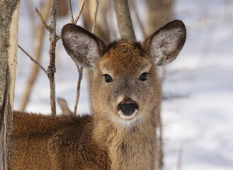 Jeune cerf de Virginie en situation de survie lors d'un hiver rigoureux au Québec, Canada. Il se...