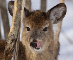 Naklejka premium Jeune cerf de Virginie en situation de survie lors d'un hiver rigoureux au Québec, Canada. Il se voit contraint à manger l'écorce des arbres.