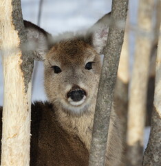 Jeune cerf de Virginie en situation de survie lors d'un hiver rigoureux au Québec, Canada. Il se...