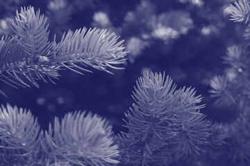 Very peri toned fir spruce texture. Trendy colour 2022 year. Very peri colour spruce background. Color 2022