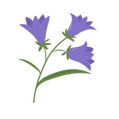 Bellflower branch flower on white background. isolated object. Flat style.