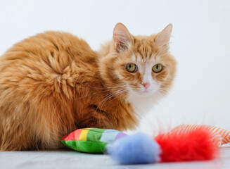 Ginger cat sits near toys in the house, close-up