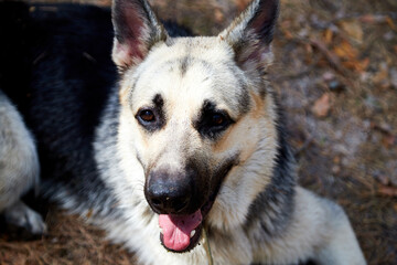 Atypical white Dog German Shepherd in a forest in a summer, spring or autumn day. Albino with white...