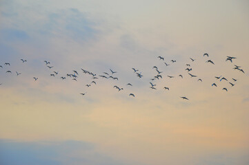 Migrations at the end of the season or return to the nest at night of a flock of bird
