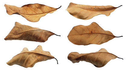 Dry leaves isolated on white