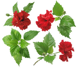 Hibiscus flower isolated on white background