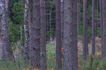 Female Deer in the pine tree forest