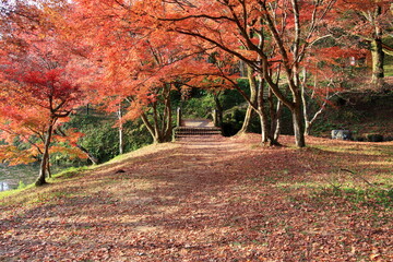 公園の紅葉