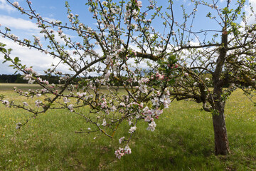 blühender apfelbaum auf einer Streuobstwiese