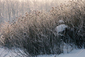 Frozen rosehip bushes covered with hoarfrost.