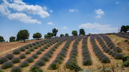 Чувства ,эмоции, жизнь