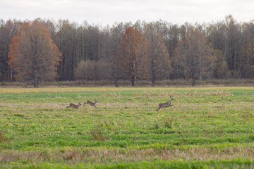 Roe deer in the autumn field