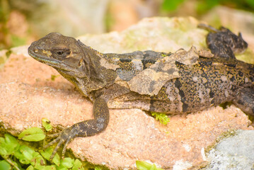 iguana changing its skin, on a rock